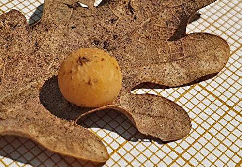 Cynips quercus